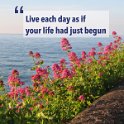flowers with quote2